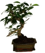 Ficus retusa - fíkovník - bonsai 325
